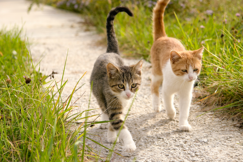 So Vertreiben Sie Katzen Aus Ihrem Garten Hammerkauf Ratgeber